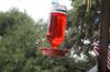 <img100*0:stuff/z/73640/hummingbirds/i1262498215_6.jpg>