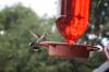 <img100*0:stuff/z/73640/hummingbirds/i1262498215_7.jpg>