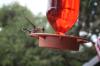 <img100*0:stuff/z/73640/hummingbirds/i1262498216_10.jpg>