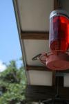 <img100*0:stuff/z/73640/hummingbirds/i1262498216_11.jpg>