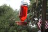 <img100*0:stuff/z/73640/hummingbirds/i1262498216_12.jpg>