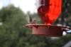 <img100*0:stuff/z/73640/hummingbirds/i1262498216_13.jpg>