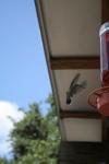 <img100*0:stuff/z/73640/hummingbirds/i1262498216_14.jpg>