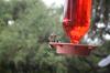 <img100*0:stuff/z/73640/hummingbirds/i1262498216_15.jpg>