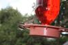 <img100*0:stuff/z/73640/hummingbirds/i1262498216_16.jpg>