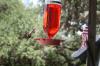 <img100*0:stuff/z/73640/hummingbirds/i1262498216_17.jpg>