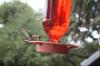 <img100*0:stuff/z/73640/hummingbirds/i1262498216_18.jpg>