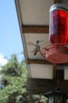 <img100*0:stuff/z/73640/hummingbirds/i1262498216_8.jpg>