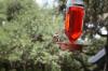 <img100*0:stuff/z/73640/hummingbirds/i1262498216_9.jpg>