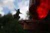<img100*0:stuff/z/73640/hummingbirds/i1262498217_19.jpg>