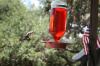 <img100*0:stuff/z/73640/hummingbirds/i1262498217_20.jpg>