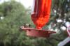 <img100*0:stuff/z/73640/hummingbirds/i1262498217_21.jpg>