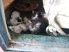 <img100*0:stuff/z/73640/kittens%2520reference/i1264880075_2.jpg>
