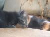 <img100*0:stuff/z/73640/kittens%2520reference/i1264880076_11.jpg>