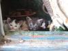 <img100*0:stuff/z/73640/kittens%2520reference/i1264880076_12.jpg>