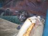 <img100*0:stuff/z/73640/kittens%2520reference/i1264880076_3.jpg>