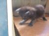 <img100*0:stuff/z/73640/kittens%2520reference/i1264880076_6.jpg>