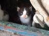 <img100*0:stuff/z/73640/kittens%2520reference/i1264880076_9.jpg>