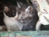 <img100*0:stuff/z/73640/kittens%2520reference/i1264880077_13.jpg>