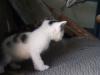 <img100*0:stuff/z/73640/kittens%2520reference/i1264880077_15.jpg>