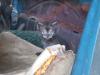 <img100*0:stuff/z/73640/kittens%2520reference/i1264880077_17.jpg>
