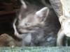 <img100*0:stuff/z/73640/kittens%2520reference/i1264880077_18.jpg>