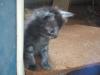 <img100*0:stuff/z/73640/kittens%2520reference/i1264880077_21.jpg>