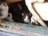 <img100*0:stuff/z/73640/kittens%2520reference/i1264880077_22.jpg>