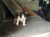 <img100*0:stuff/z/73640/kittens%2520reference/i1264880078_24.jpg>