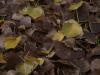 <img100*0:stuff/z/73640/leaves%2520reference/i1264126756_2.jpg>