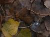 <img100*0:stuff/z/73640/leaves%2520reference/i1264126756_3.jpg>