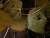 <img100*0:stuff/z/73640/leaves%2520reference/i1264126757_5.jpg>