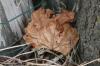 <img100*0:stuff/z/73640/leaves%2520reference/i1264959240_1.jpg>