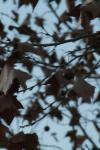 <img100*0:stuff/z/73640/leaves%2520reference/i1267318891_3.jpg>