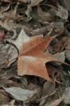<img100*0:stuff/z/73640/leaves%2520reference/i1267318892_4.jpg>