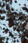 <img100*0:stuff/z/73640/leaves%2520reference/i1267318894_7.jpg>
