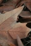 <img100*0:stuff/z/73640/leaves%2520reference/i1267318896_9.jpg>