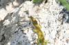 <img100*0:stuff/z/73640/lizzard/i1262482603_1.jpg>