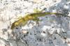 <img100*0:stuff/z/73640/lizzard/i1262482603_3.jpg>