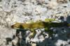 <img100*0:stuff/z/73640/lizzard/i1262482604_5.jpg>
