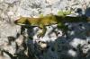 <img100*0:stuff/z/73640/lizzard/i1262482604_6.jpg>