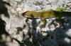 <img100*0:stuff/z/73640/lizzard/i1262482604_7.jpg>