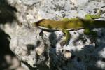 Green Lizard