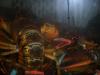 <img100*0:stuff/z/73640/lobster%2520reference/i1264126691_2.jpg>