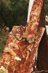 <img100*0:stuff/z/73640/misc.%2520reference.%25403/i1263434454_9.jpg>