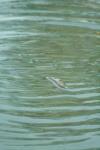 <img100*0:stuff/z/73640/misc.%2520water%2520reference/i1257804325_2.jpg>