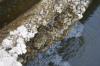 <img100*0:stuff/z/73640/misc.%2520water%2520reference/i1278808849_1.jpg>