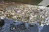 <img100*0:stuff/z/73640/misc.%2520water%2520reference/i1278808851_2.jpg>