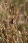 <img100*0:stuff/z/73640/monarchs/i1259723614_1.jpg>