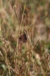 <img100*0:stuff/z/73640/monarchs/i1259723614_2.jpg>